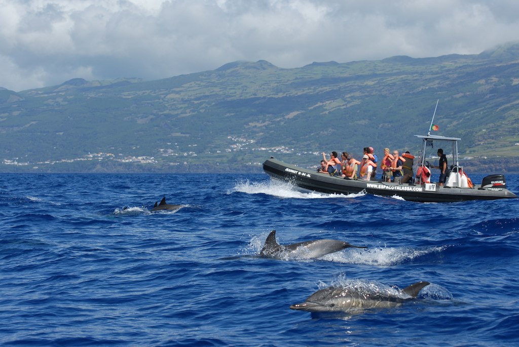 Trải nghiệm bơi cùng cá heo tại đảo Azores hút khách du lịch - Ảnh 4.