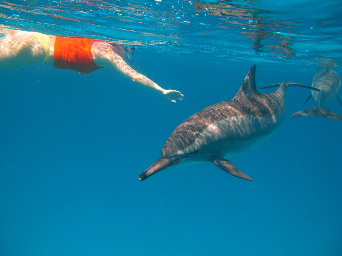 Trải nghiệm bơi cùng cá heo tại đảo Azores hút khách du lịch - Ảnh 5.