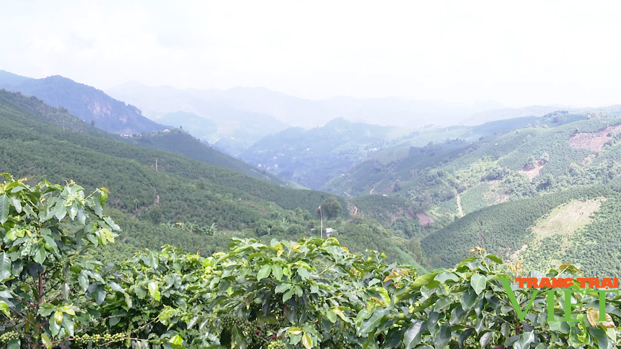 Người trồng cà phê Sơn La phấn khởi vì được mùa, được giá - Ảnh 5.