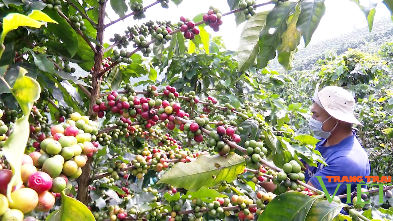 Người trồng cà phê Sơn La phấn khởi vì được mùa, được giá - Ảnh 3.