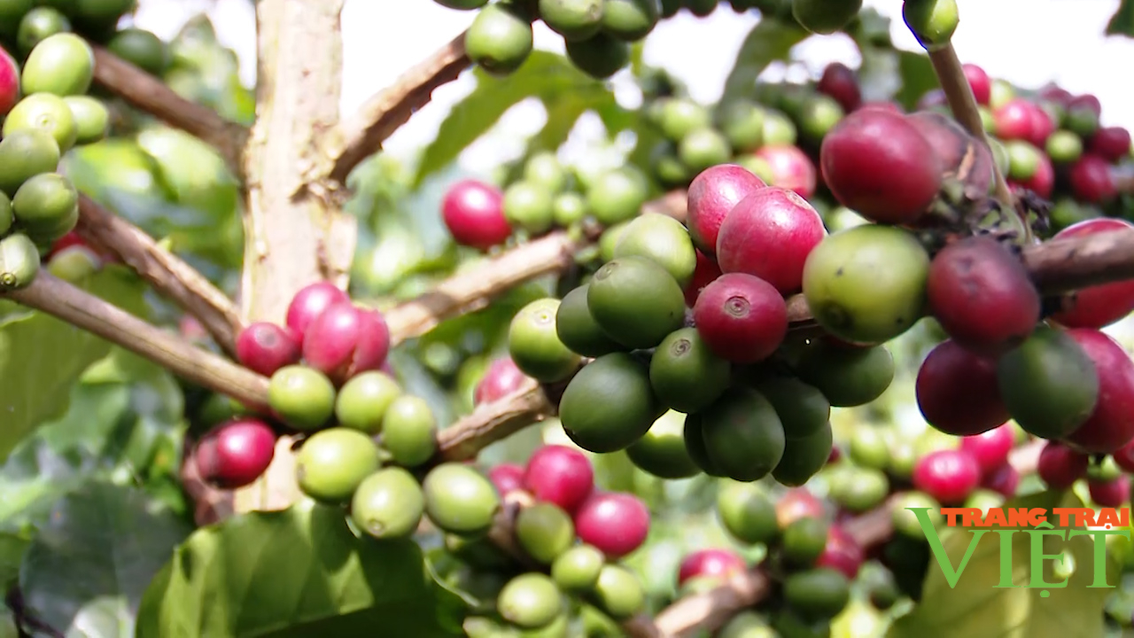 Người trồng cà phê Sơn La phấn khởi vì được mùa, được giá - Ảnh 4.