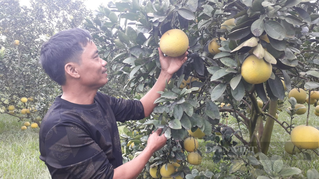 Anh nông dân Thái Nguyên kiến tạo khu vườn đầy trái ngọt khiến vạn người mê - Ảnh 7.