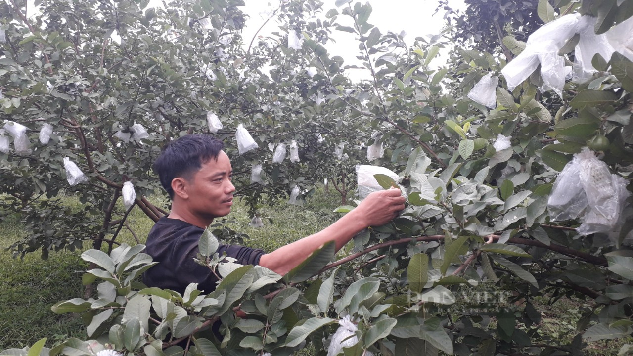Anh nông dân Thái Nguyên kiến tạo khu vườn đầy trái ngọt khiến vạn người mê - Ảnh 8.