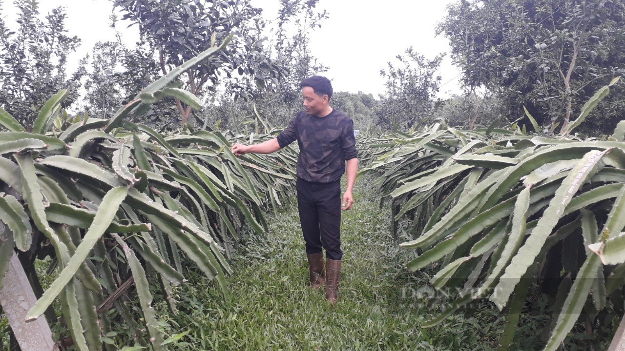 Anh nông dân Thái Nguyên kiến tạo khu vườn đầy trái ngọt khiến vạn người mê - Ảnh 6.