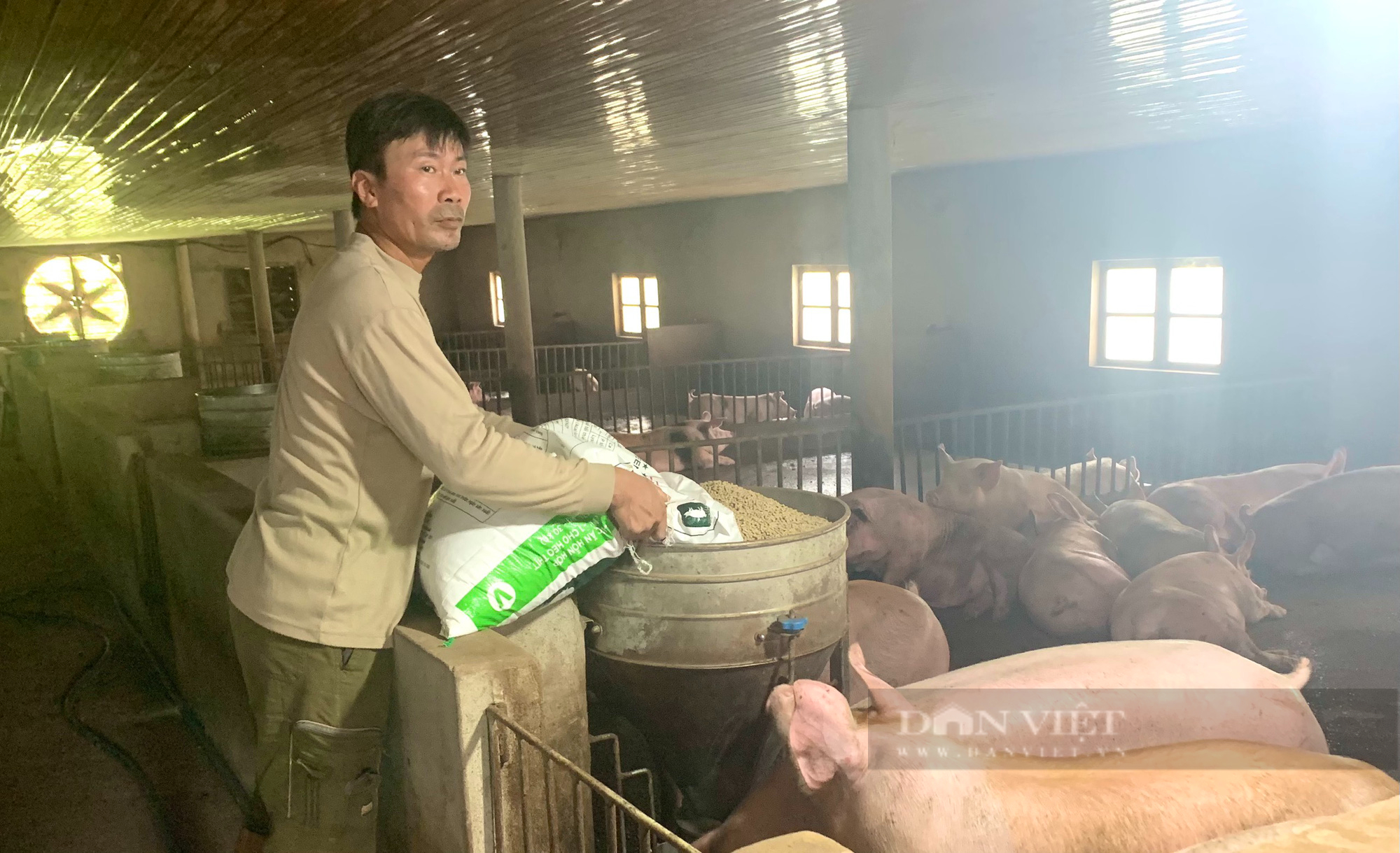 Quảng Bình: Nông dân chăn nuôi lợn theo hướng này, không sợ lợn nhiễm dịch bệnh còn thu tiền tỷ mỗi năm - Ảnh 3.