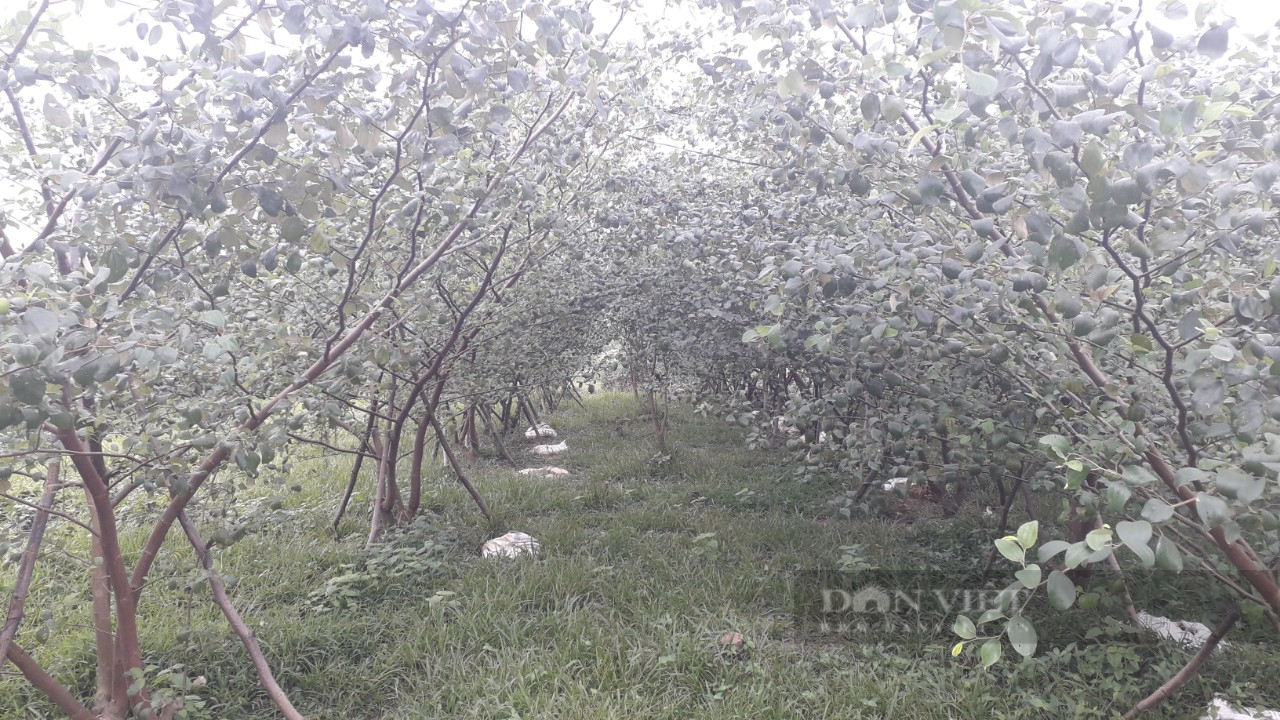 Anh nông dân Thái Nguyên kiến tạo khu vườn đầy trái ngọt khiến vạn người mê - Ảnh 2.