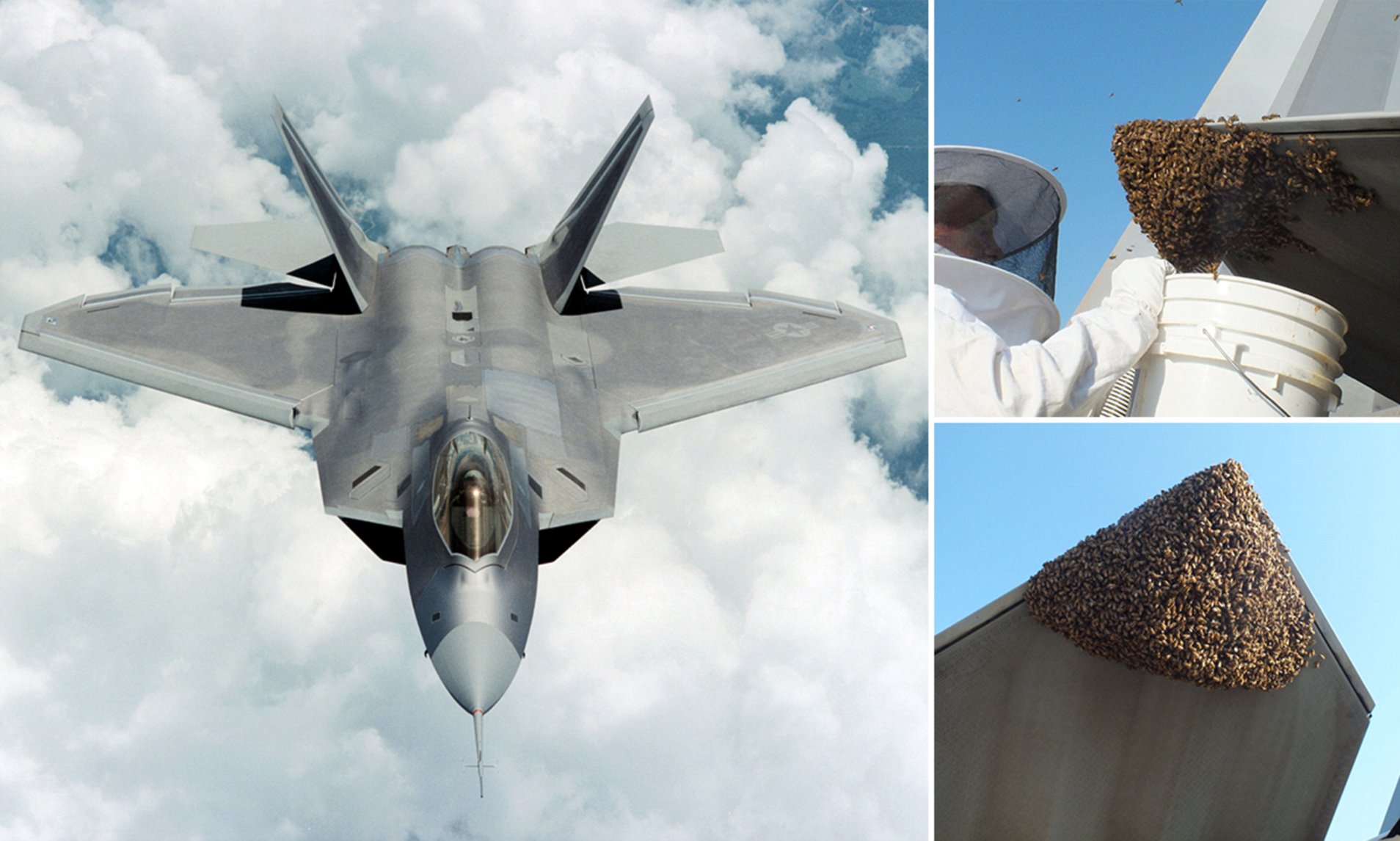 'Vua bầu trời' F-22 Raptor bị đàn ong mật 20.000 con 'ngang ngược chiếm' làm tổ - Ảnh 2.