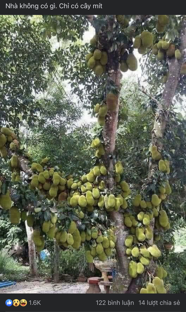 Sửng sốt trước cây mít cổ thụ cho nhiều quả bậc nhất Việt Nam, gia chủ nào trồng được chắc phải khóc thét vì lý do này - Ảnh 1.