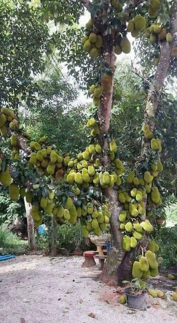 Sửng sốt trước cây mít cổ thụ cho nhiều quả bậc nhất Việt Nam, gia chủ nào trồng được chắc phải khóc thét vì lý do này - Ảnh 2.
