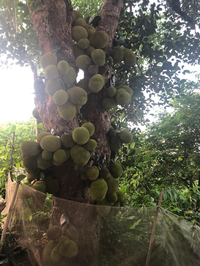 Sửng sốt trước cây mít cổ thụ cho nhiều quả bậc nhất Việt Nam, gia chủ nào trồng được chắc phải khóc thét vì lý do này - Ảnh 5.