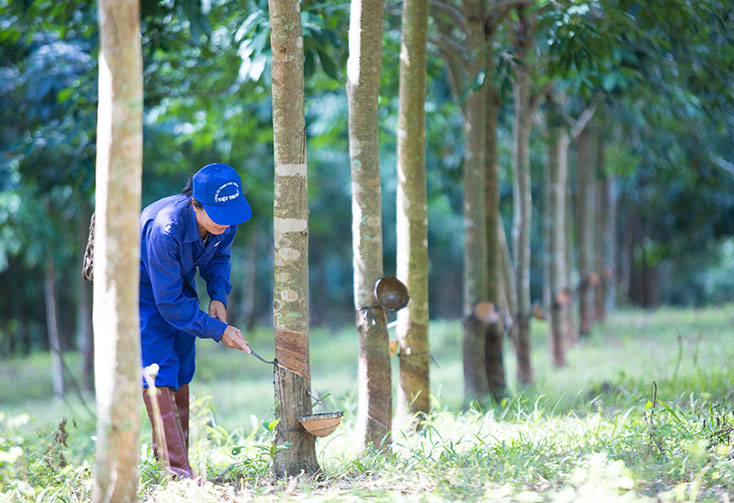 Việt Trung Quảng Bình (VTQ) bị phạt 60 triệu đồng - Ảnh 1.