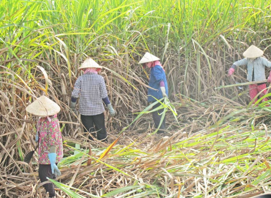 Vì sao nông dân các vùng này của tỉnh Long An dần &quot;xóa sổ&quot; cây &quot;ngọt lịm&quot; để trồng cây ra trái chua &quot;kên răng&quot;? - Ảnh 1.