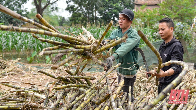 Thứ mật sóng sánh như màu cánh gián, thơm ngon, hấp dẫn là đặc sản nức tiếng xứ Thanh - Ảnh 7.