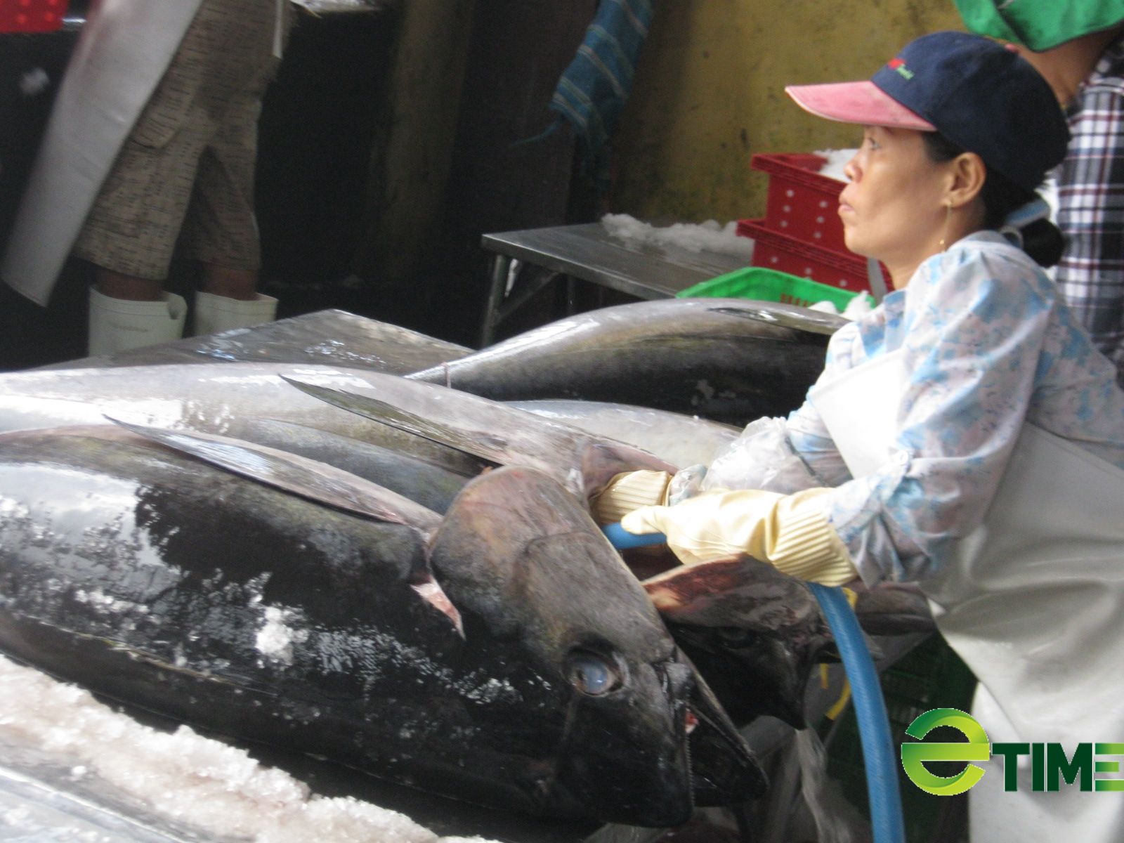 Phú Yên hợp tác với Nhật trồng cao lương, xuất khẩu cá ngừ đại dương - Ảnh 1.
