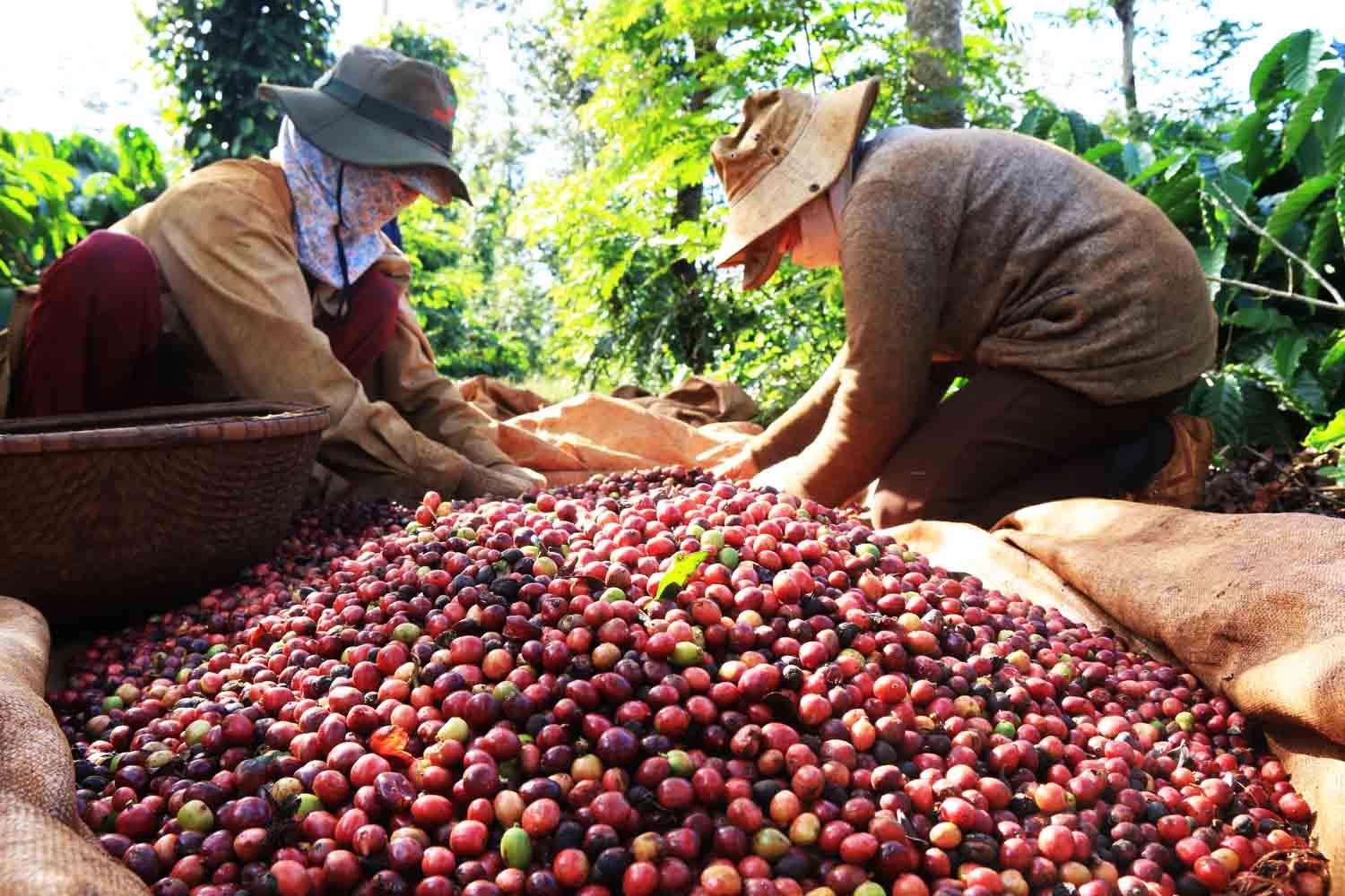 Chuyển động nhà nông 25/11: Giá cà phê tăng cao kỷ lục trong 10 năm qua - Ảnh 2.