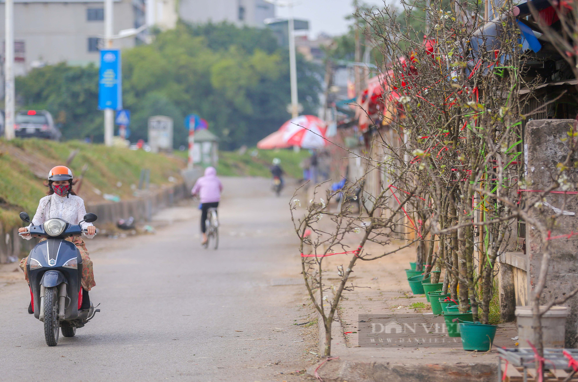 Lê rừng tiền chục triệu xuống núi phục vụ người dân chơi Tết sớm - Ảnh 8.