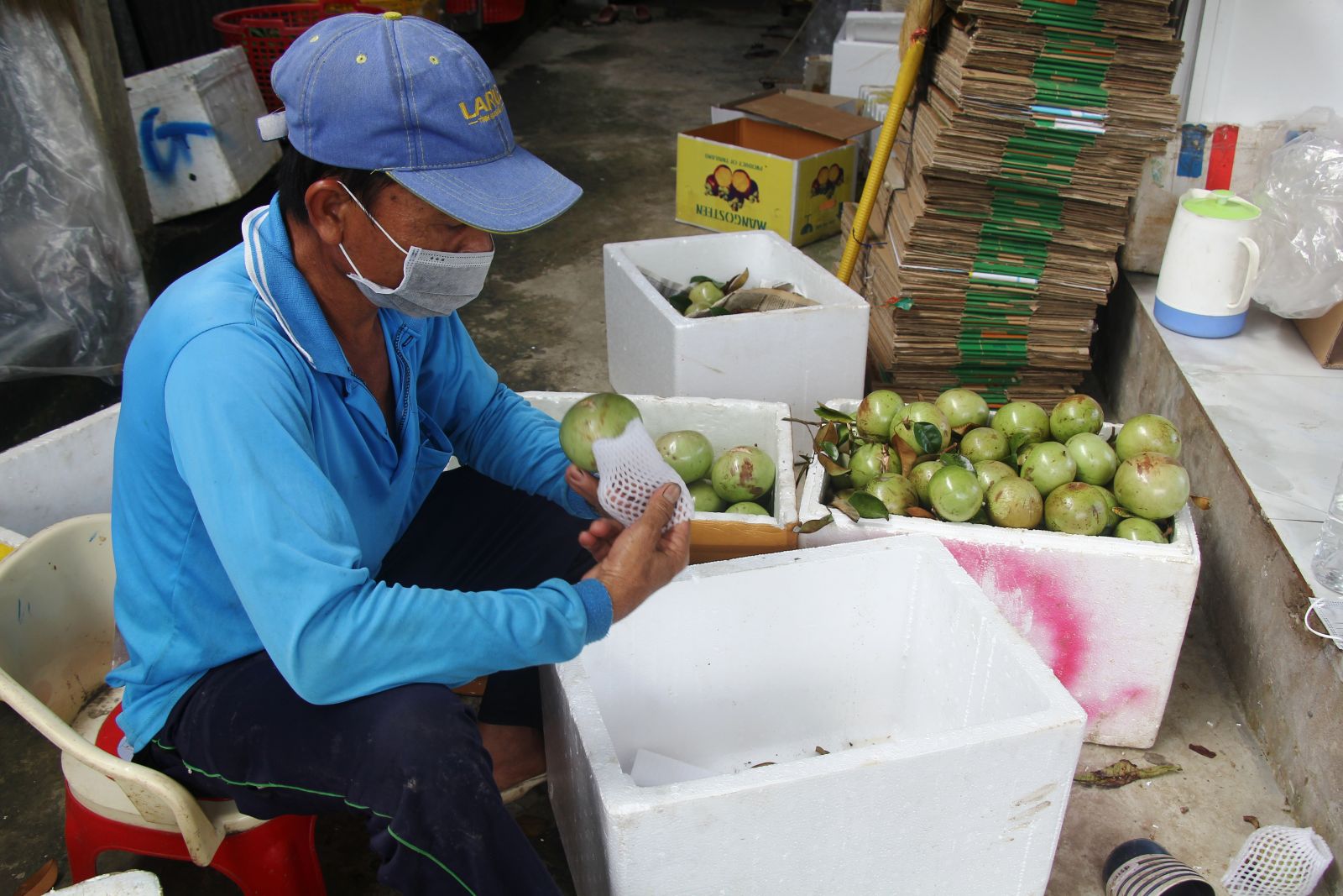 Hối hả hái thứ trái đặc sản &quot;chứa đầy sữa&quot;, gặp dịch Covid-19 giá bán giảm, nông dân Cần Thơ vẫn có lời nhiều - Ảnh 5.