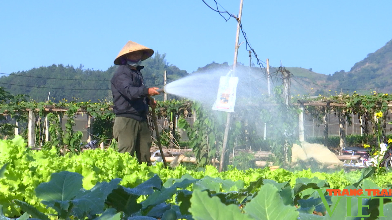 Nông thôn Tây Bắc: Thành phố Sơn La tập trung sản xuất rau vụ đông  - Ảnh 5.