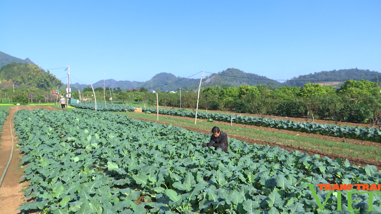 Nông thôn Tây Bắc: Thành phố Sơn La tập trung sản xuất rau vụ đông  - Ảnh 4.