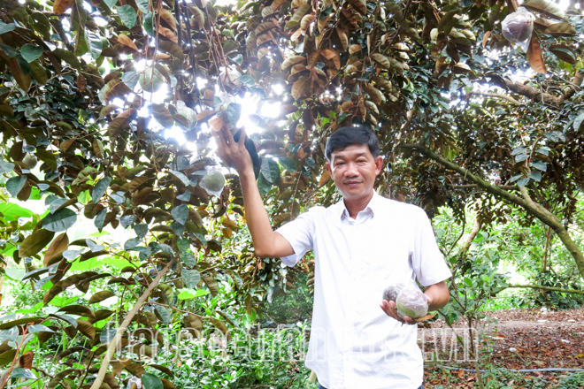 Sóc Trăng: Vùng đất trồng thứ cây ra trái đặc sản, hái quanh năm, bán cả sang Mỹ, nông dân giàu lên thấy rõ - Ảnh 1.