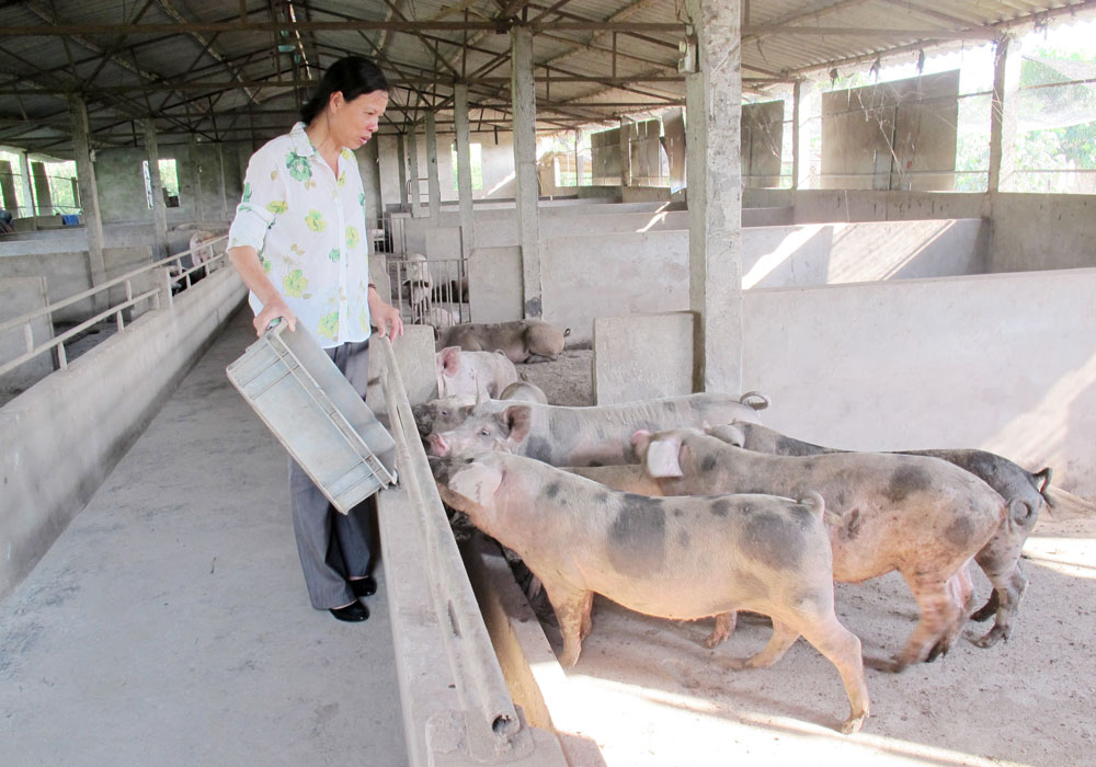 Bắc Ninh: Nông dân làm giàu nhờ phát triển kinh tế trang trại - Ảnh 1.