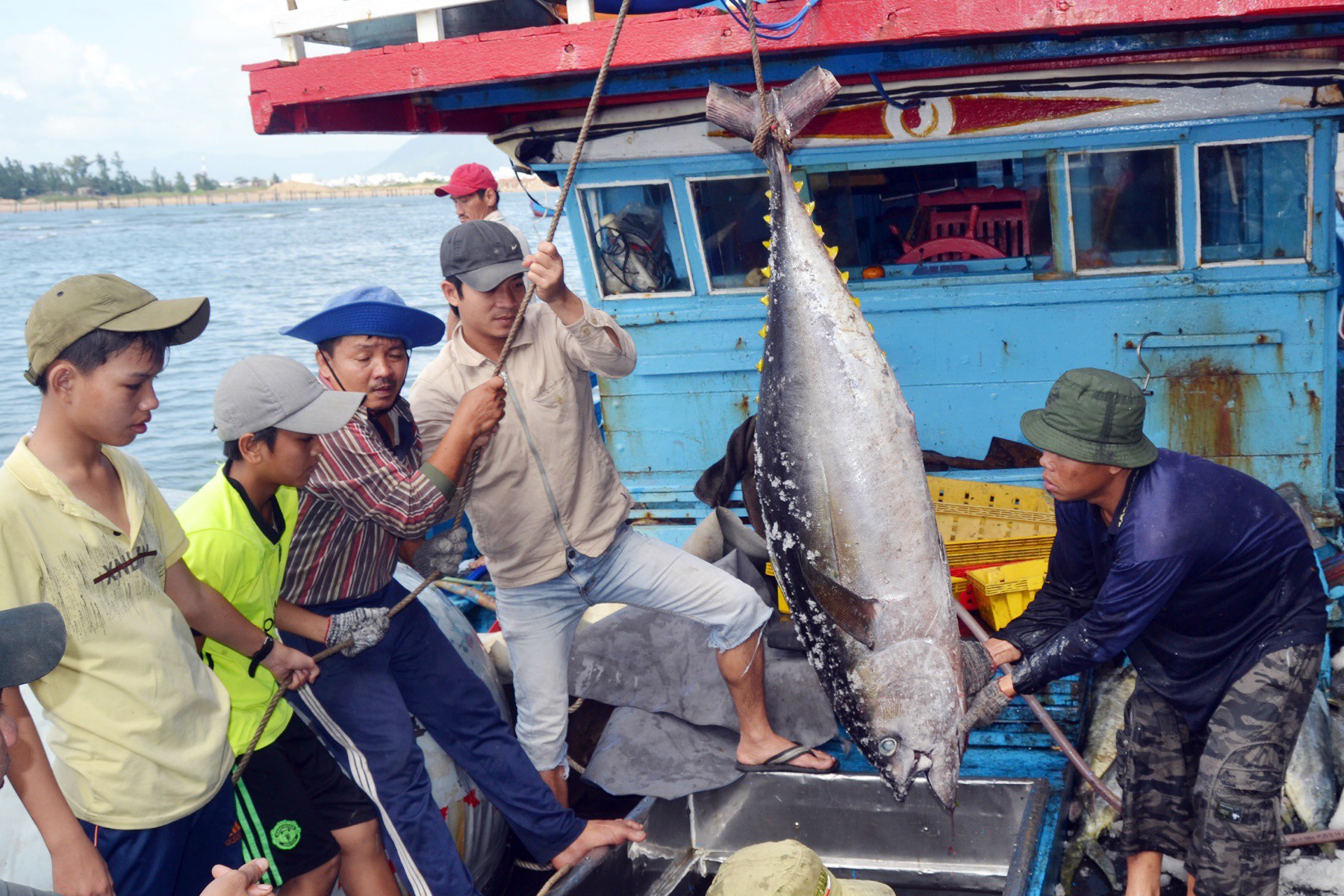 &quot;Vua cá ngừ&quot; Nhật Bản muốn hợp tác với Phú Yên khai thác cá ngừ - Ảnh 2.