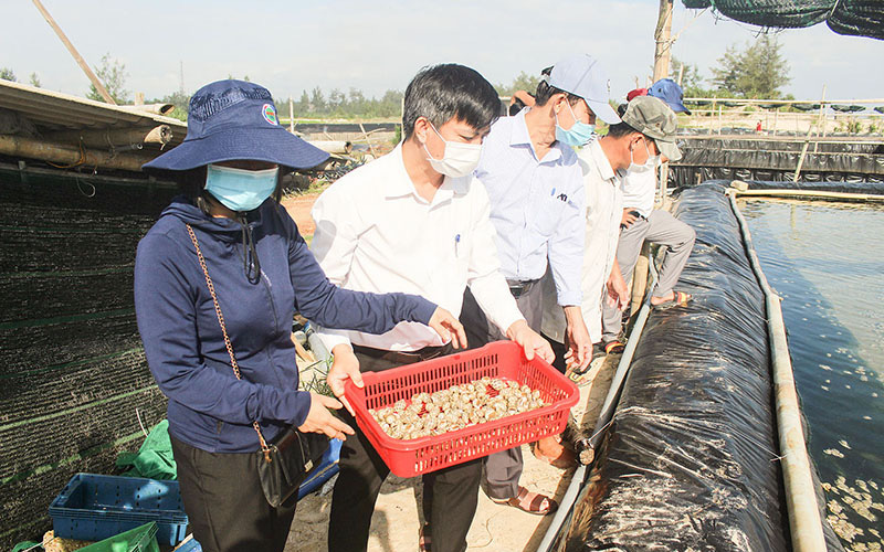 Nuôi thứ ốc đặc sản "đòi ăn sang chảnh" là cua, nghẹ, cá tạp tươi, nông dân Quảng Trị bắt lên bán đắt tiền