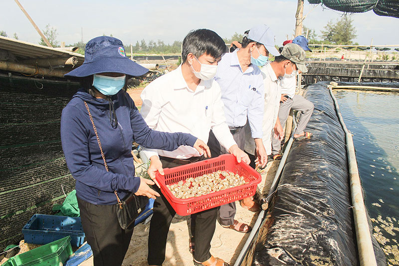 Sau 6 tháng nuôi, ốc hương nuôi ở tỉnh Quảng Trị đạt kích cỡ 125 con/kg - Ảnh: T.Q