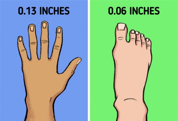 Vì sao móng tay mọc dài nhanh hơn móng chân? - Ảnh 4.
