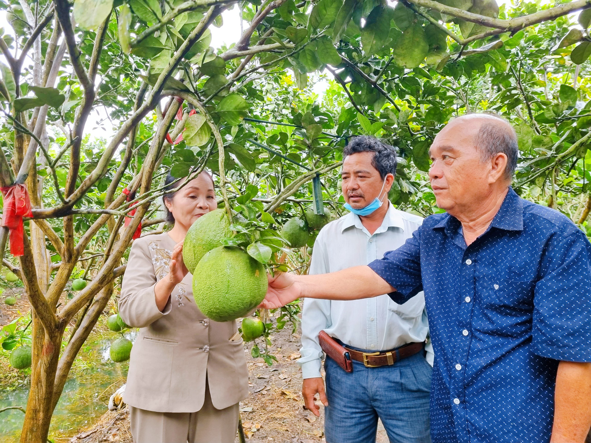 Từ &quot;Vua lúa&quot; xứ Óc Eo đến &quot;Ông trùm&quot; trồng bưởi da xanh vùng Bảy núi - Ảnh 3.