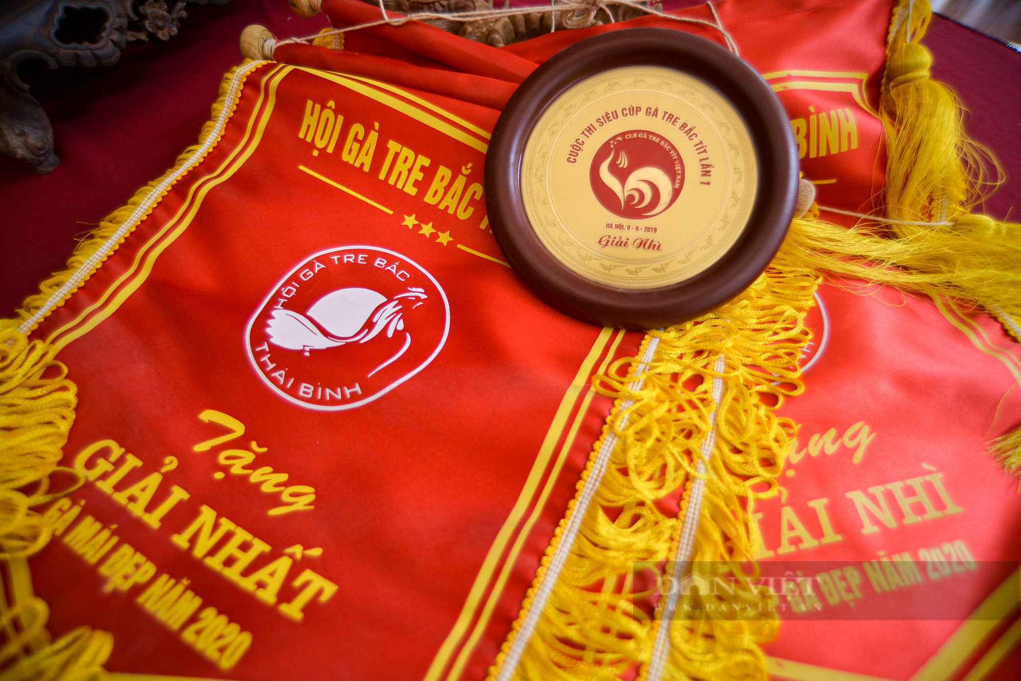 Thú chơi gà tre Bắc ở Hà Nội: Có con lên đến gần 100 triệu - Ảnh 13.