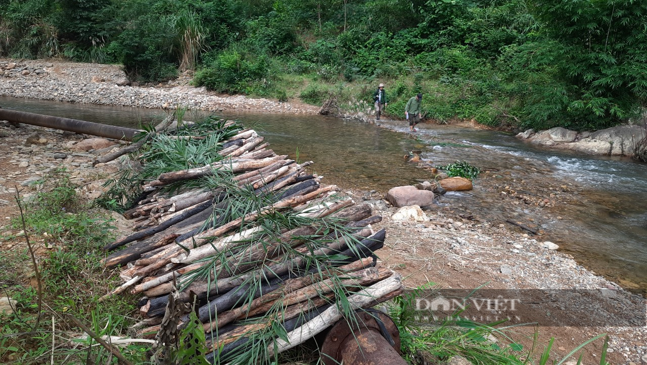 Quảng Trị: Lợi dụng mưa lũ để vào rừng cưa phá hàng loạt cây gỗ tự nhiên - Ảnh 6.