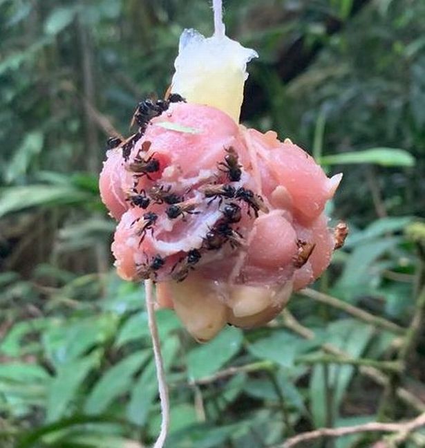 Phát hiện loài 'ong kền kền' chuyên ăn xác chết khiến các nhà khoa học sửng sốt - Ảnh 2.