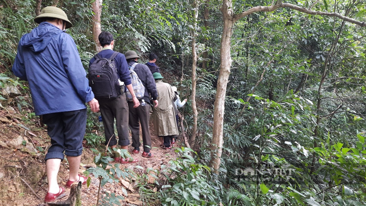 Quảng Trị: Lợi dụng mưa lũ để vào rừng cưa phá hàng loạt cây gỗ tự nhiên - Ảnh 4.