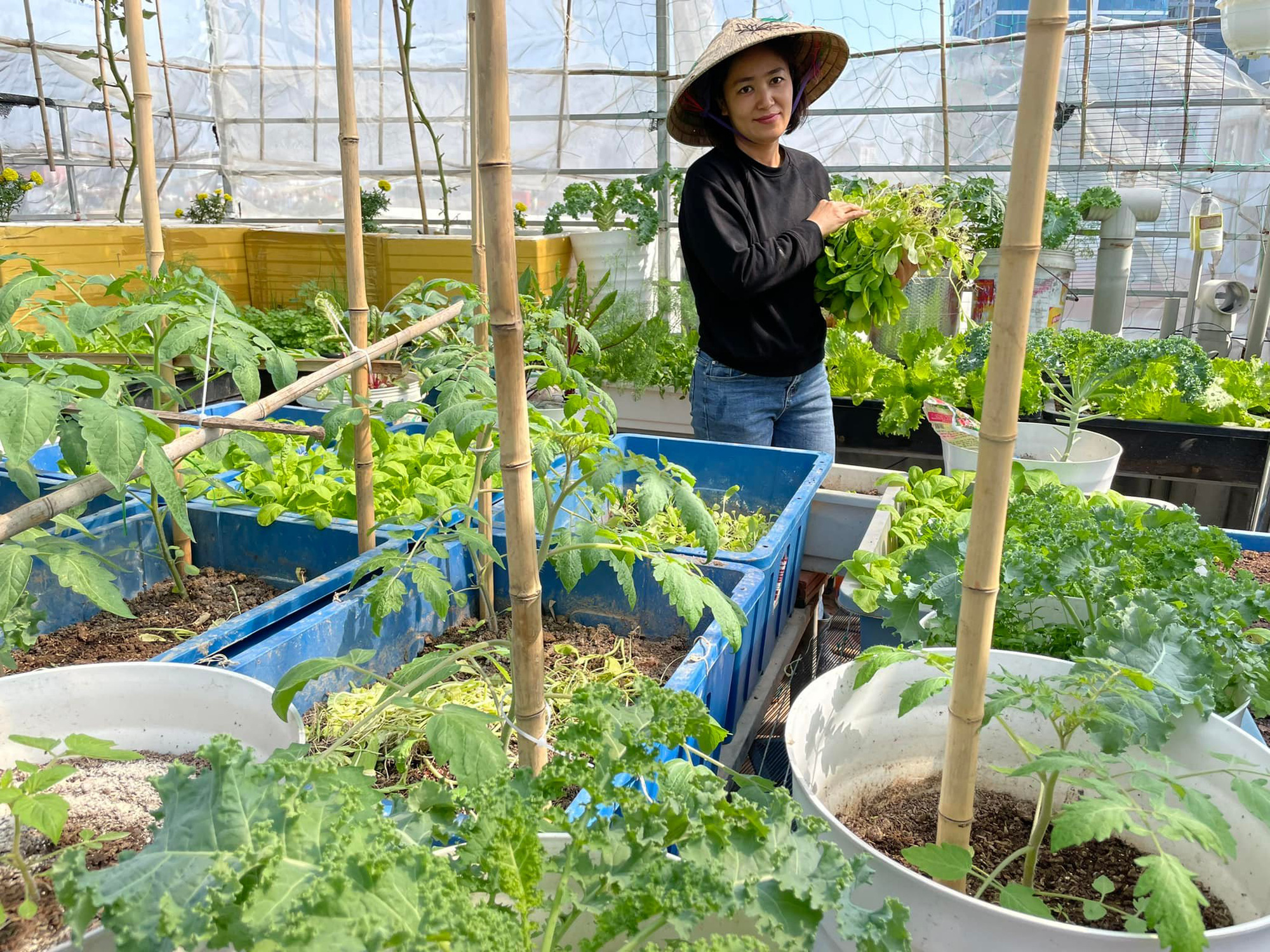 Mẹ Hà Nội mắc màn cho vườn rau trên sân thượng tươi tốt quanh năm - Ảnh 10.