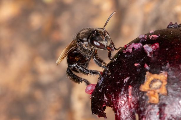 Phát hiện loài 'ong kền kền' chuyên ăn xác chết khiến các nhà khoa học sửng sốt - Ảnh 1.