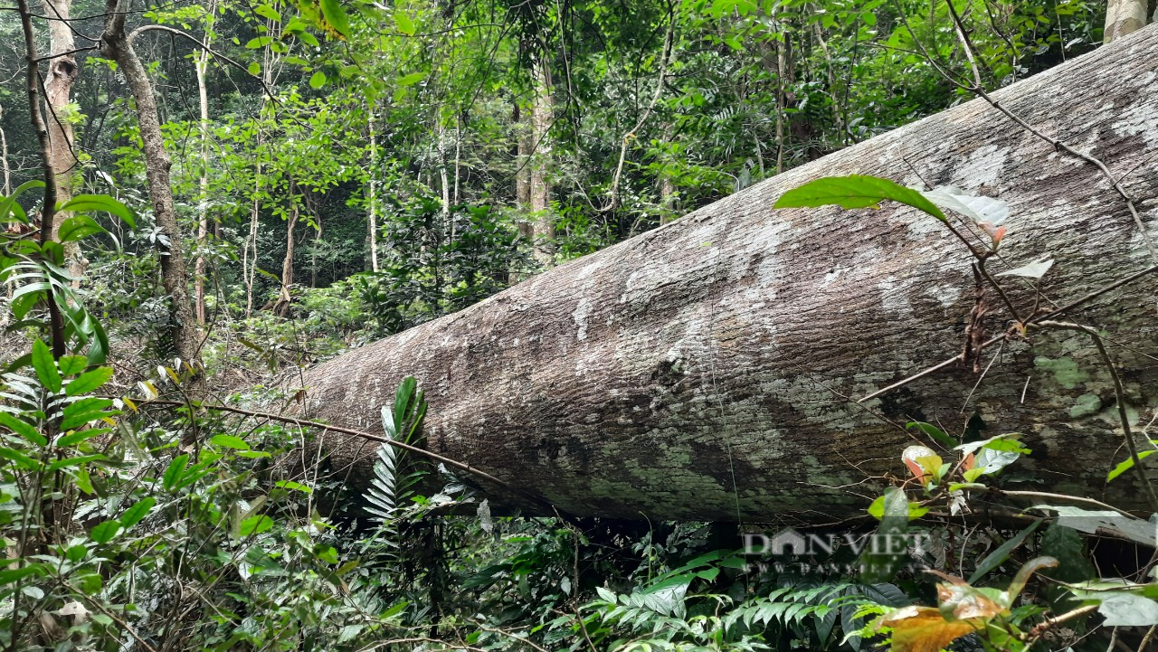 Quảng Trị: Lợi dụng mưa lũ để vào rừng cưa phá hàng loạt cây gỗ tự nhiên - Ảnh 10.