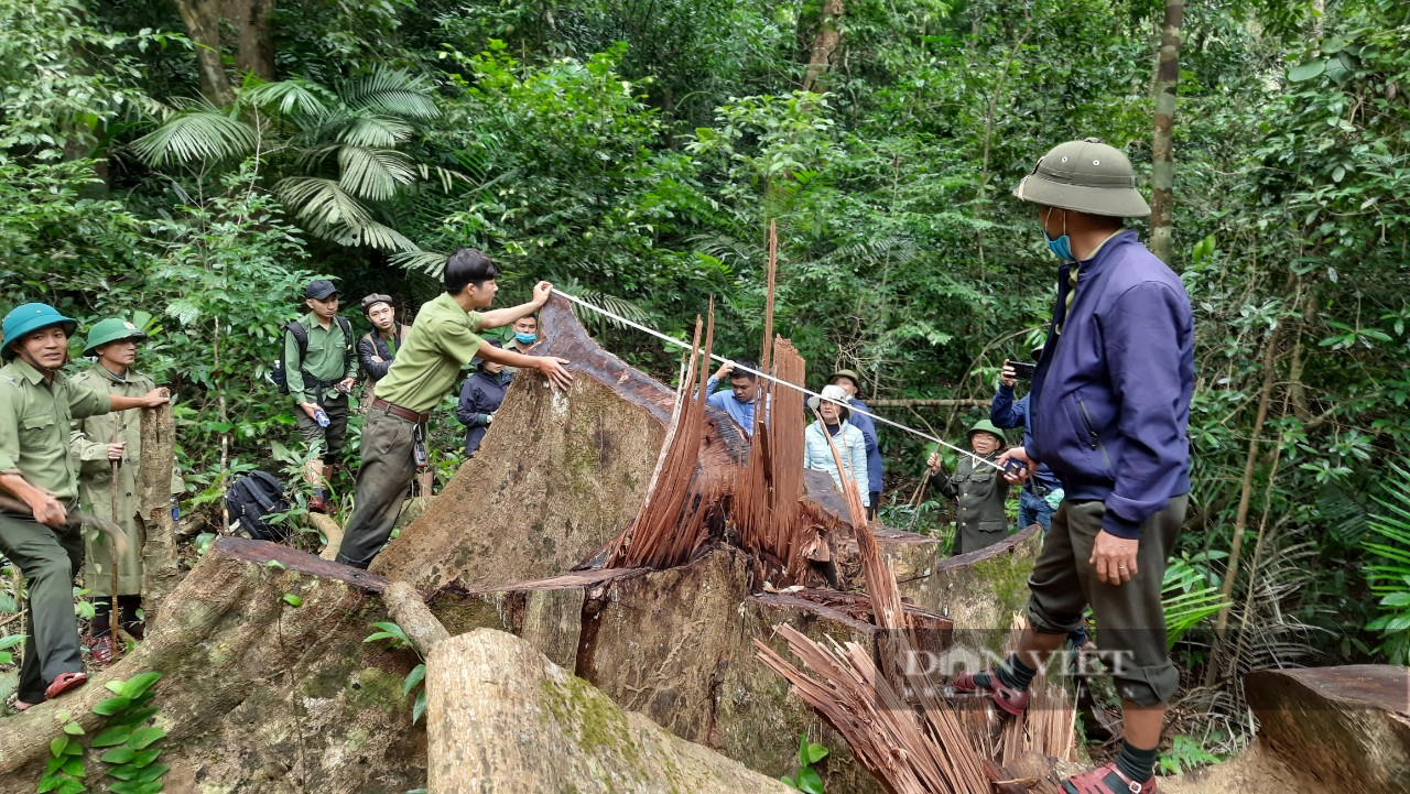 Quảng Trị: Lợi dụng mưa lũ để vào rừng cưa phá hàng loạt cây gỗ tự nhiên - Ảnh 9.
