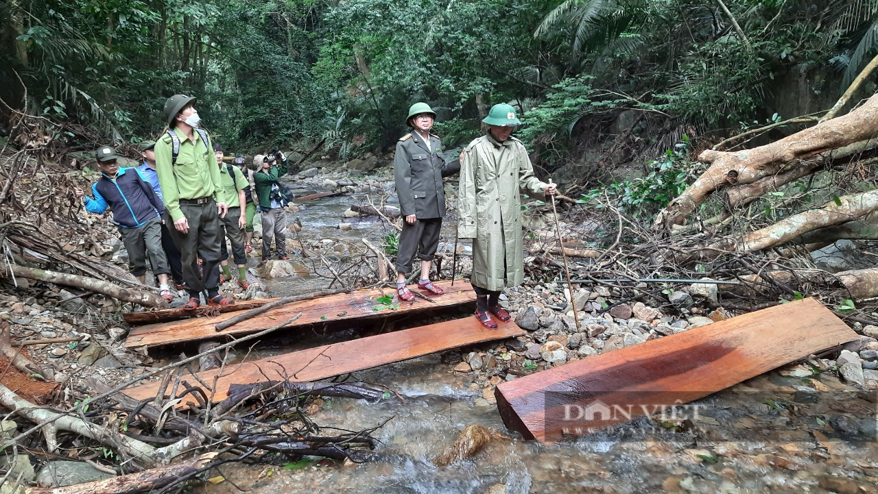 Quảng Trị: Lợi dụng mưa lũ để vào rừng cưa phá hàng loạt cây gỗ tự nhiên - Ảnh 2.