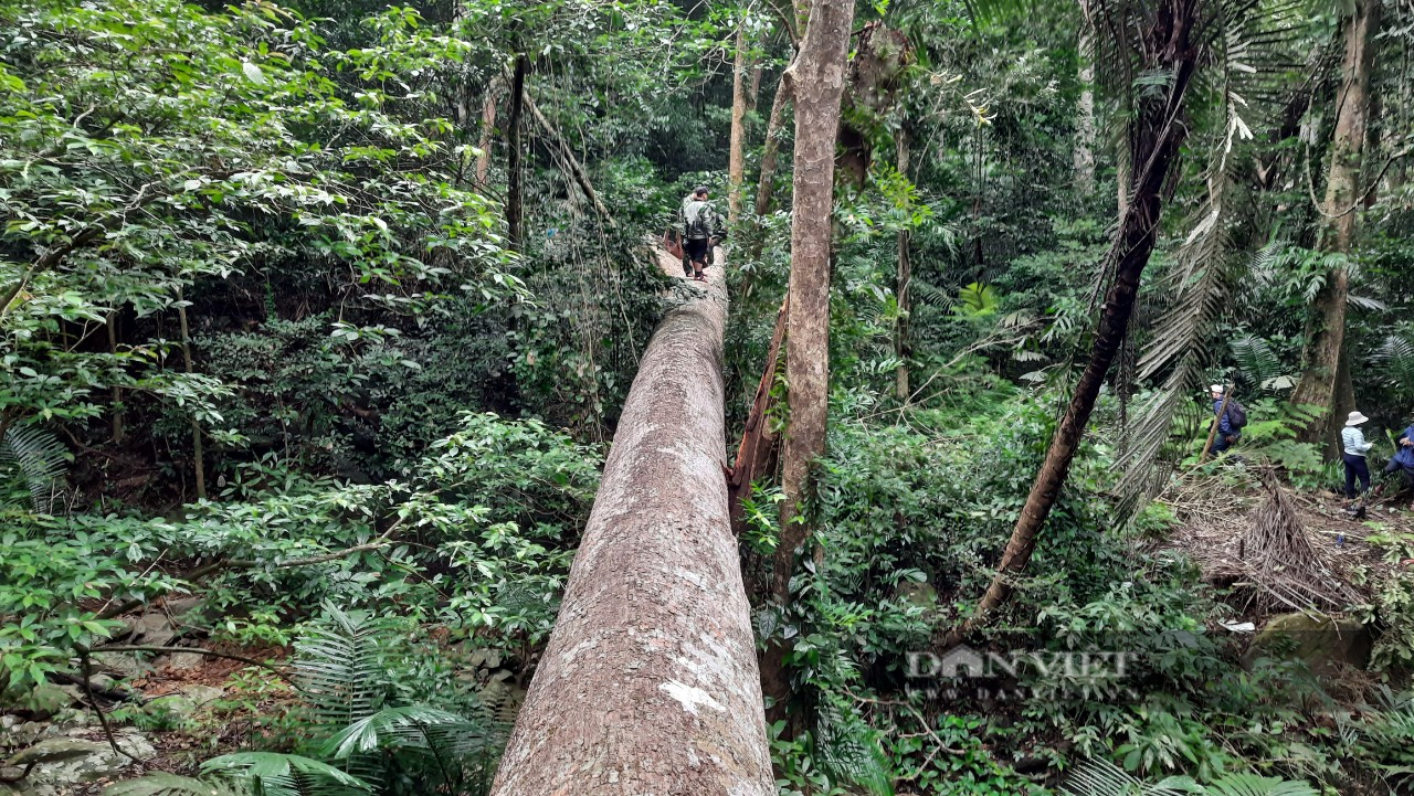 Quảng Trị: Lợi dụng mưa lũ để vào rừng cưa phá hàng loạt cây gỗ tự nhiên - Ảnh 14.
