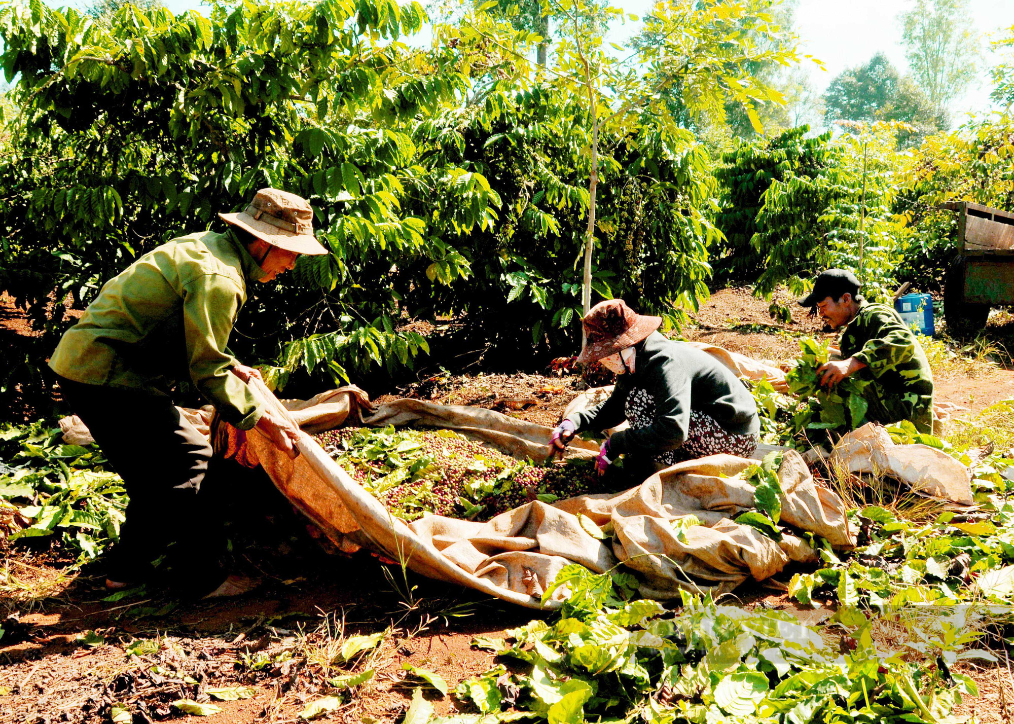 Nguồn cung đang bị thắt chặt, giá cà phê ngắn hạn sẽ tăng tới đâu? - Ảnh 4.