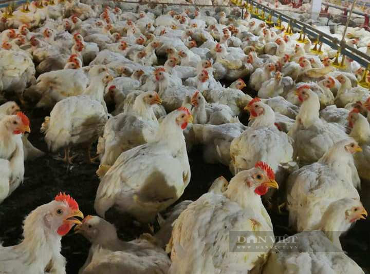 Giá gia cầm hôm nay 27/11: Giá gà, vịt có nơi giảm nhẹ, cách phun khử trùng hiệu quả trong chăn nuôi - Ảnh 2.