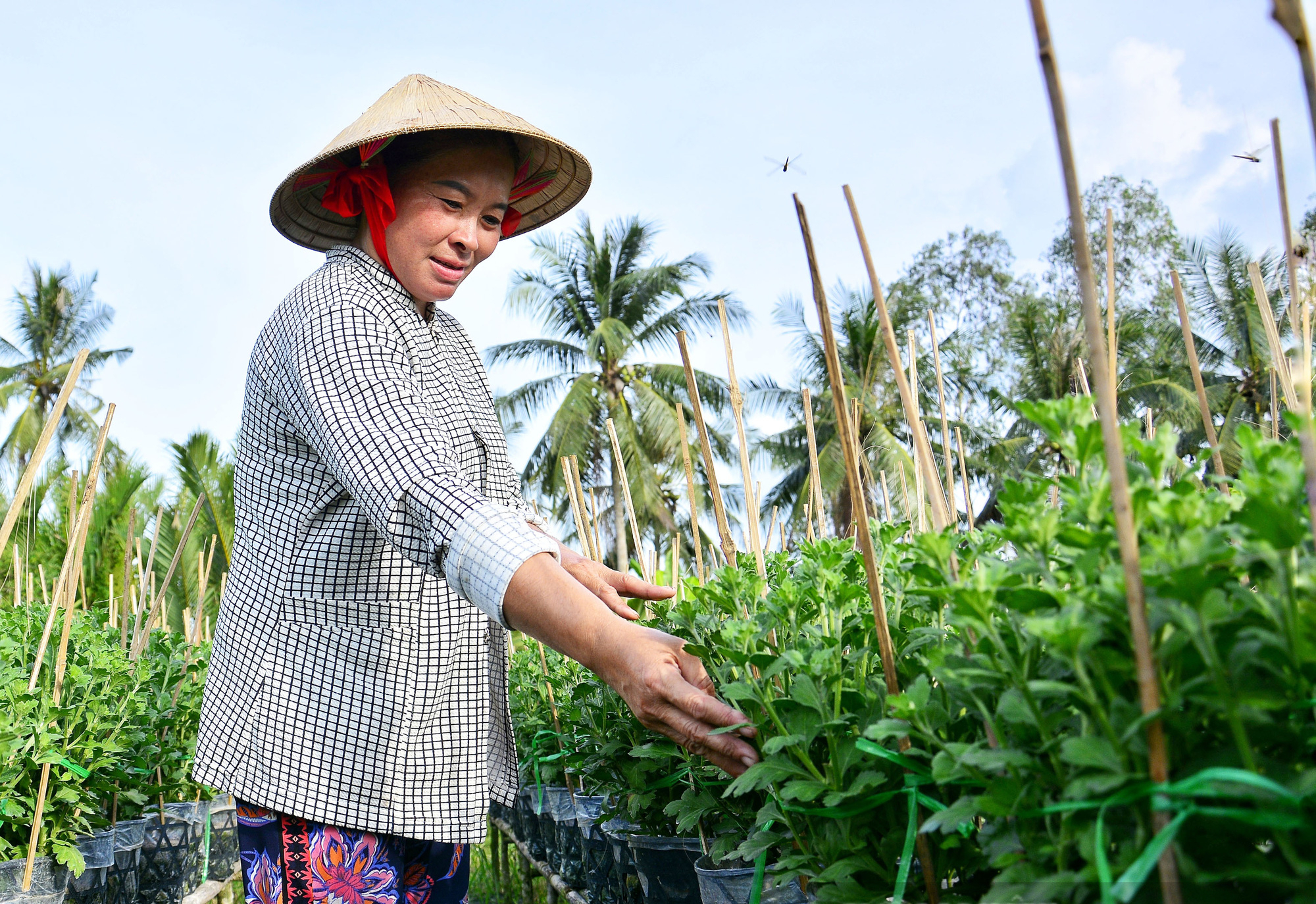 Kiên Giang: Nhà vườn thấp thỏm vụ hoa Tết - Ảnh 4.