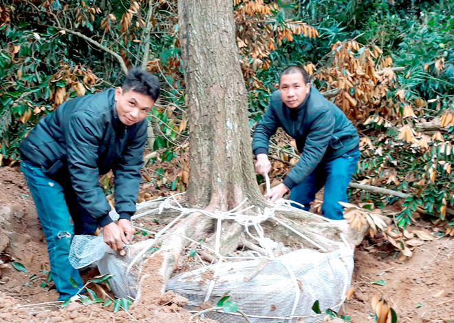 Anh nông dân nhặt cây cảnh già rẻ tiền thời mất giá, ai ngờ nay nhiều đại gia lại tìm tới mua tới tấp - Ảnh 4.