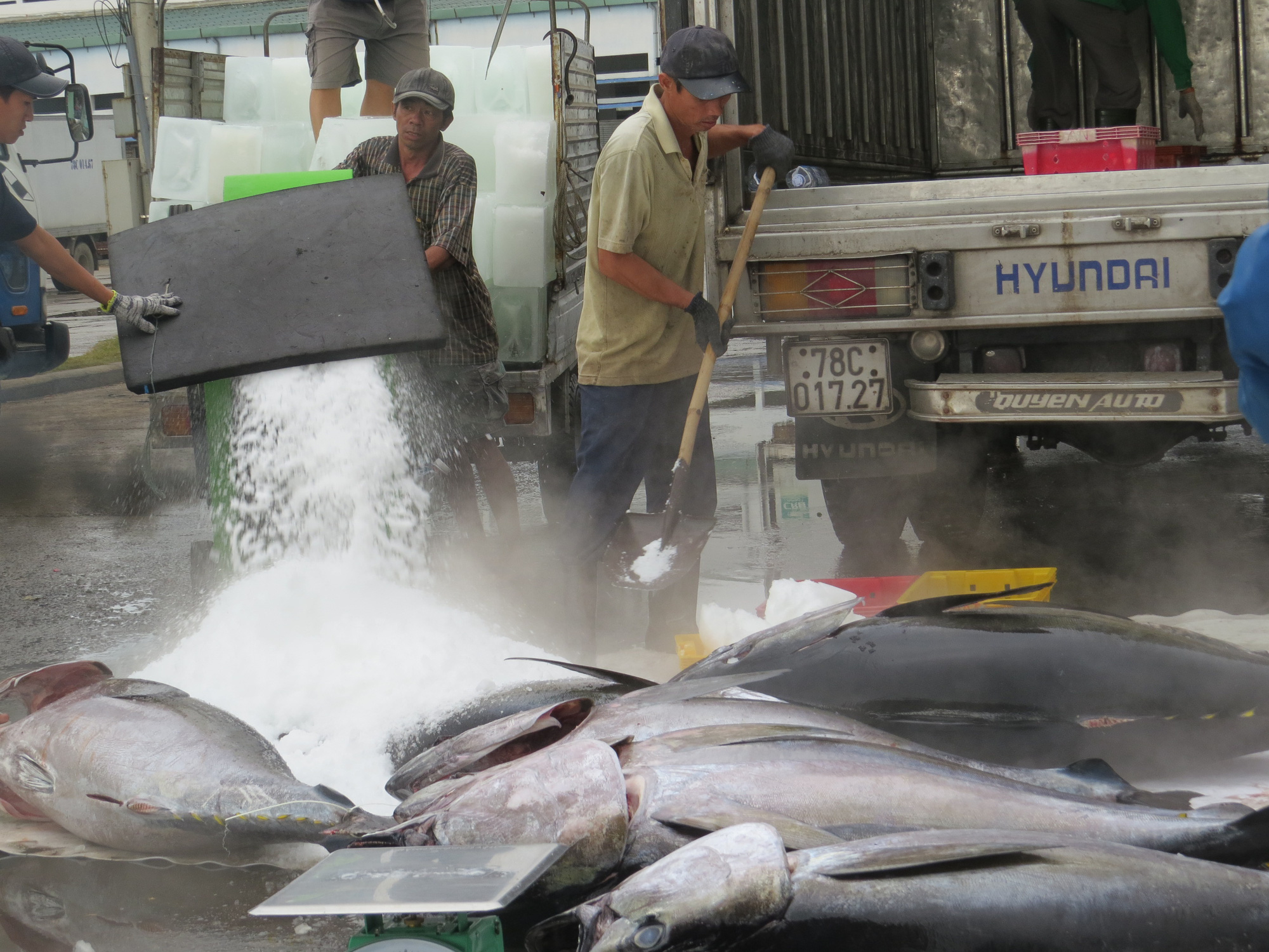 Cơ hội lớn để thay đổi giá trị ngành khai thác cá ngừ đại dương Phú Yên - Ảnh 2.