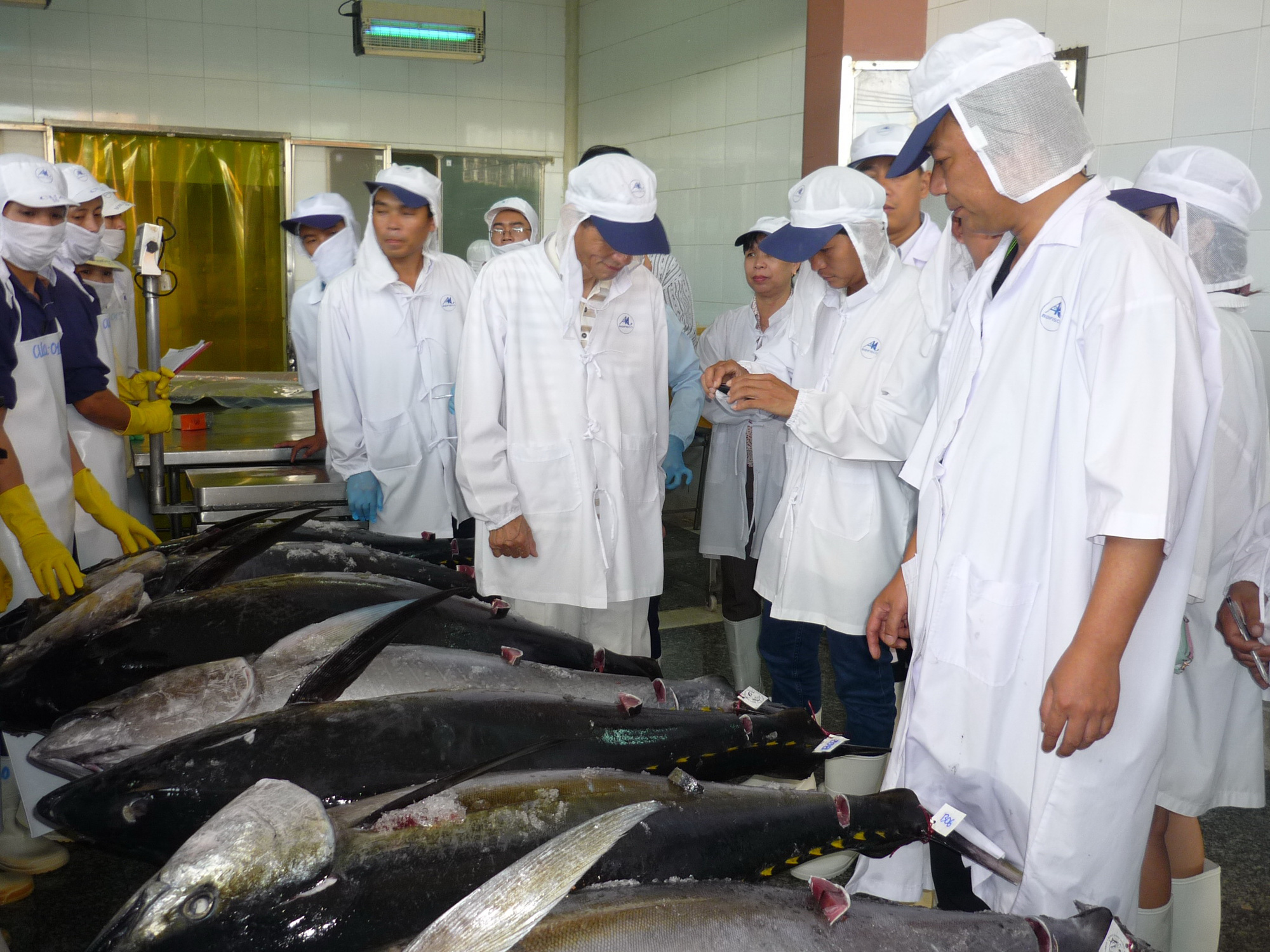 Cơ hội lớn để thay đổi giá trị ngành khai thác cá ngừ đại dương Phú Yên - Ảnh 4.