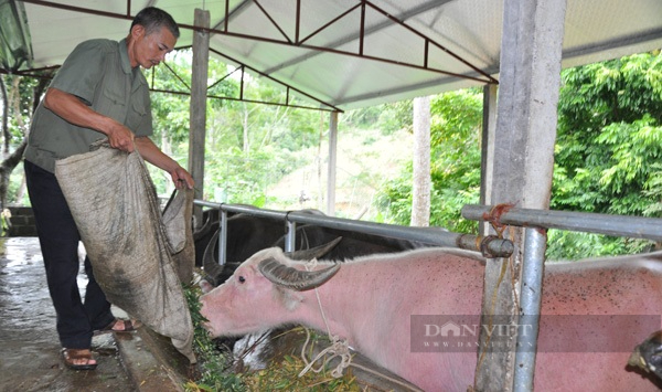 Tuyên Quang: Nông dân Việt Nam xuất sắc 2021 giúp hàng nghìn hộ phát lên từ nghề nuôi trâu, bò vỗ béo  - Ảnh 2.