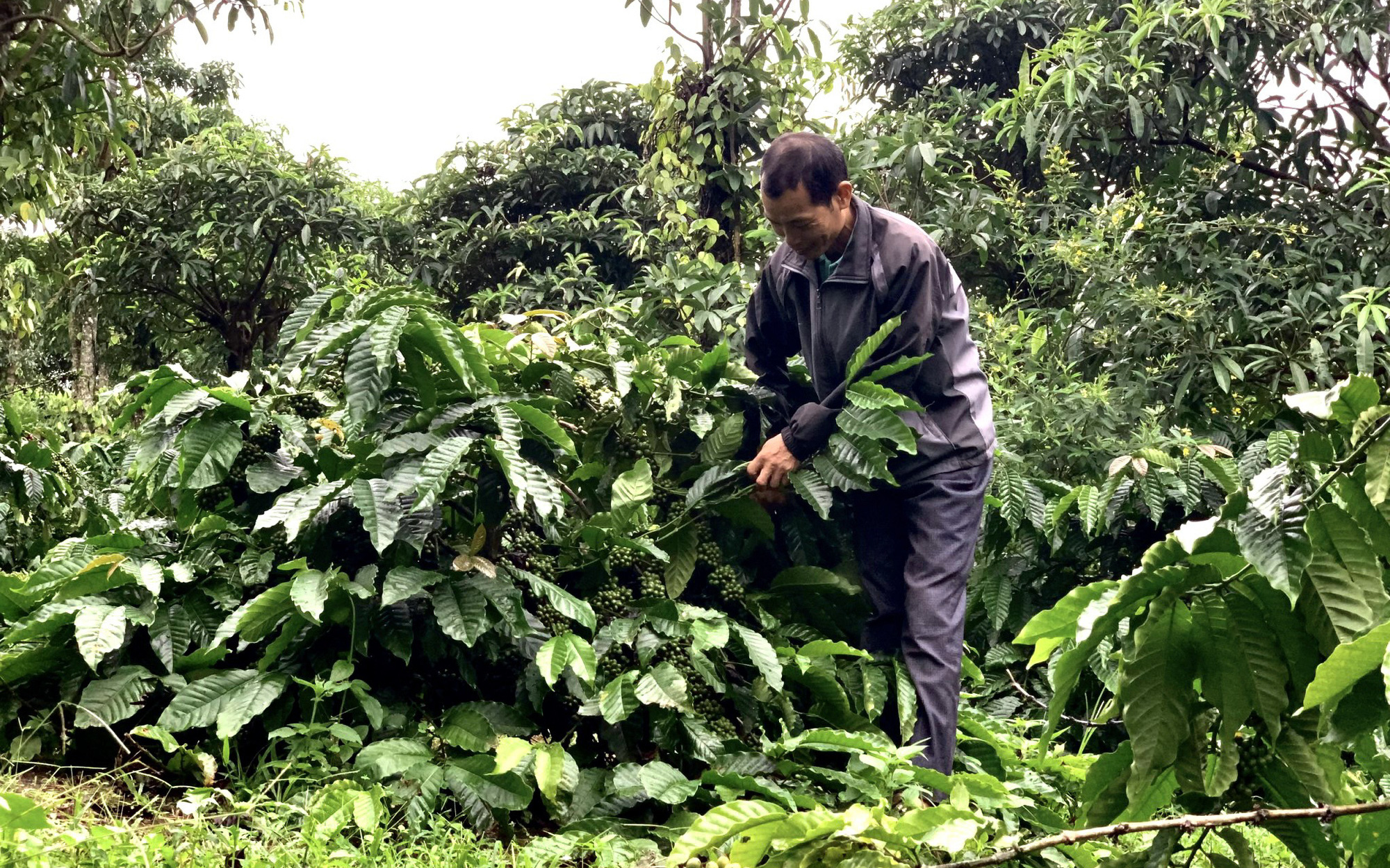 Đắk Lắk: Trồng cà phê lạ đời, để thảm cỏ tốt um thế mà lại giảm chi phí