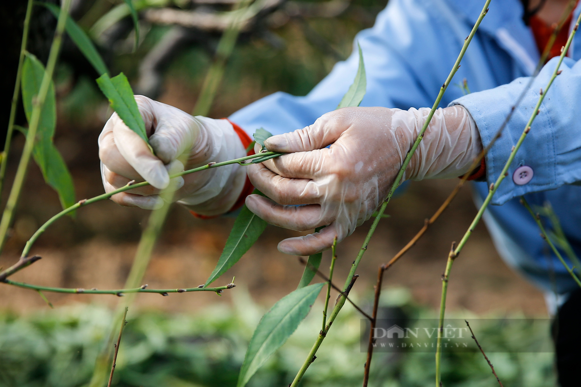 Nông dân thu nhập 'khủng' nhờ việc tuốt lá đào Nhật Tân - Ảnh 5.