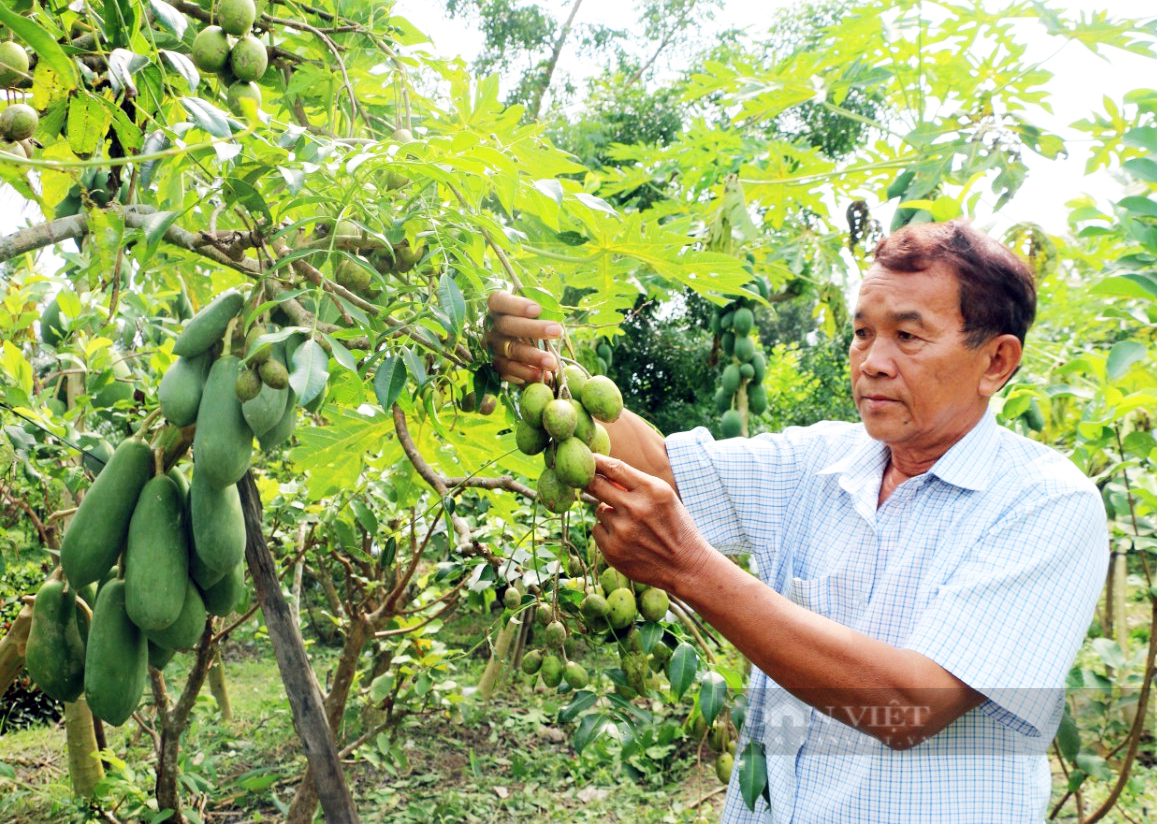 Bạc Liêu: Lão nông người Khmer thu nửa triệu/ngày nhờ vườn ổi không xịt thuốc trừ sâu - Ảnh 2.